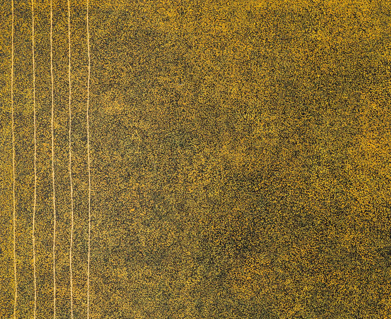 Kathleen Petyarre Bush Plum