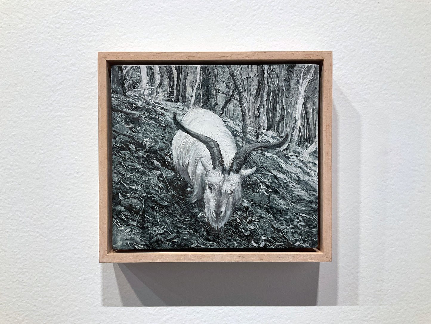 Feral Goat IV