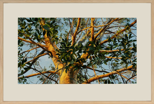 Kim Wilson Brisbane Contemporary Artist hyper-realism painting nature