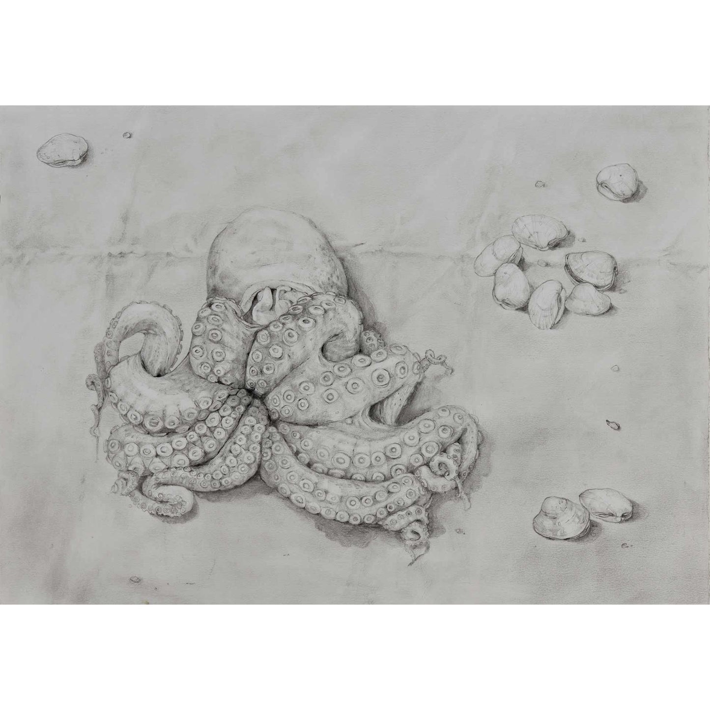 Mirra Whale drawings - Octopus and clams - Mitchell Fine Art